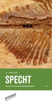 Titelbild specht 1/26 Frassbild Borkenkäfer