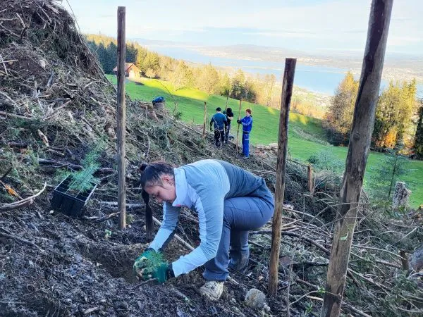 Bannwald Galgenen Setzlinge