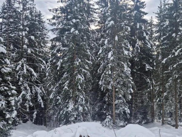 Tannen voll Schnee in Trin