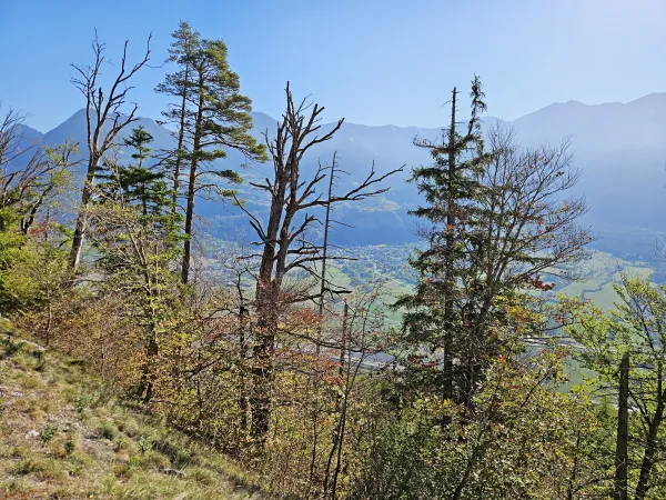 Welke und vertrocknete Buchen, Fichten und Föhren in Untervaz GR