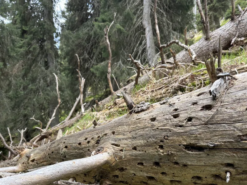 Urwald Scatlé Stamm