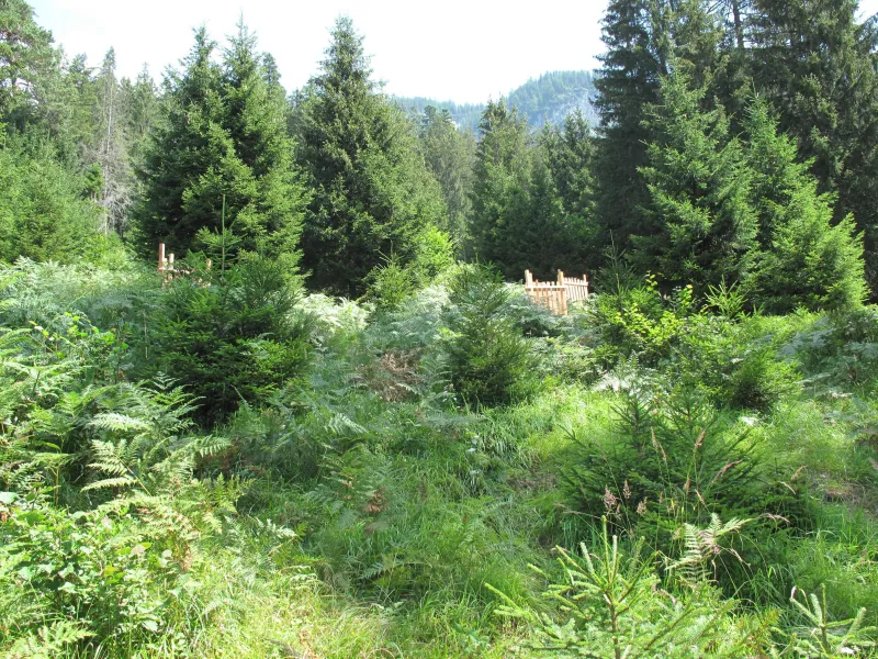 Wald in Trin
