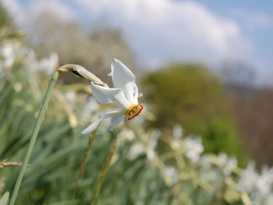 Blonay – St-Légier VD