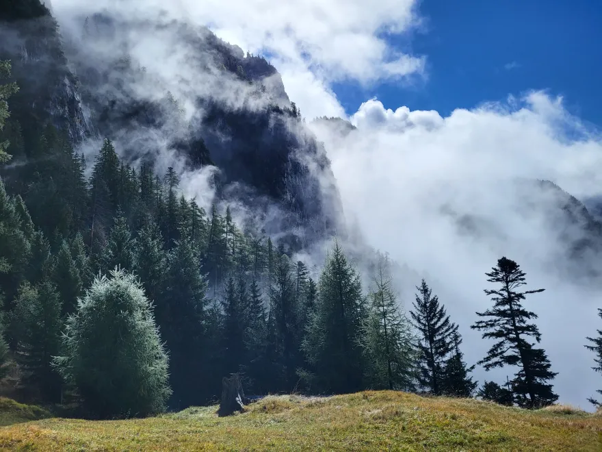 Wald und Nebel